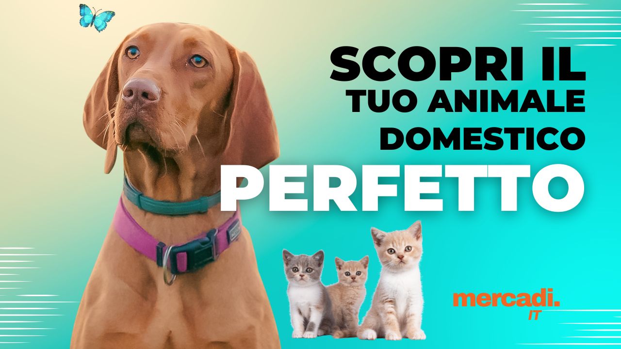 Scopri il Tuo Animale Domestico Perfetto con i Nostri Annunci di Animali a Tropea