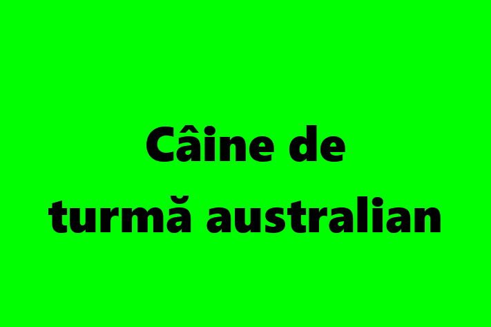 Acest Câine de turmă australian este calm și iubitor și gata să se mute într-o nouă casă! Este sănătos și la zi cu toate vaccinările. Contactează Vasile la (0267) 881428 pentru preț și mai multe detalii.