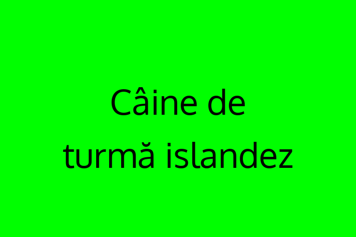 Cine de turm islandez Câine de Adopie in Rezina