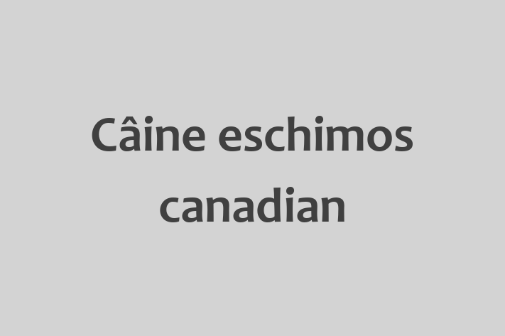 Adopta un Câine Cine eschimos canadian Disponibil in oldneti