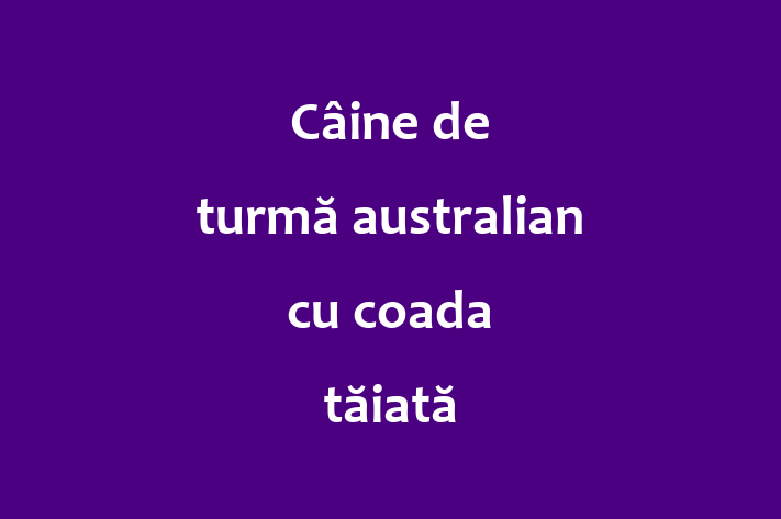 Superb Câine de turm australian cu coada tiat Câine de Vnzare in Straeni