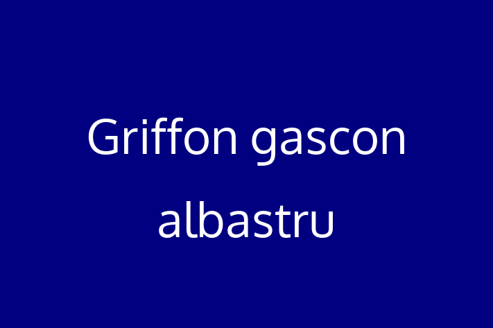 Adopta un Adorabil Griffon gascon albastru Câine in Anenii Noi