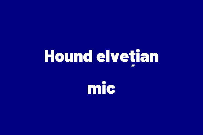 Hound elveian mic Câine de Vnzare in Nisporeni