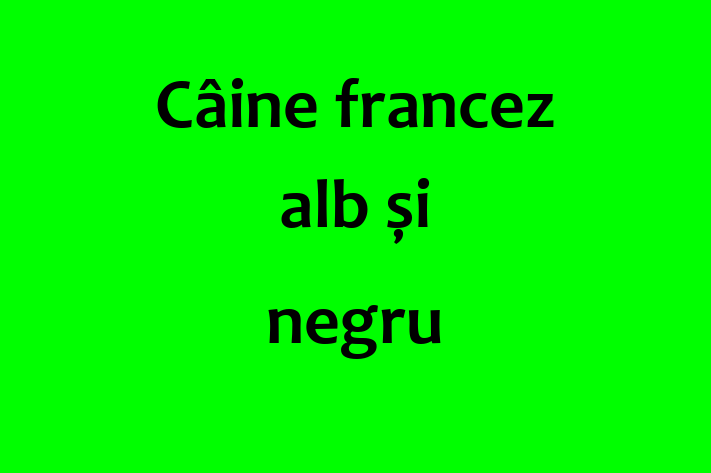 Cine francez alb i negru Câine Disponibil Acum in Criuleni