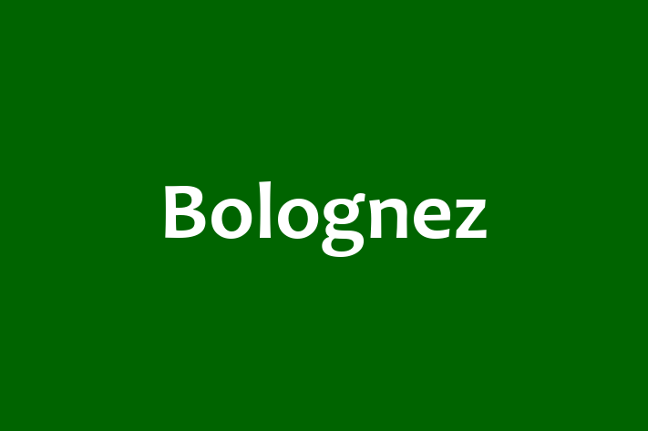 Acest Bolognez de 1 an este energic și amuzant și în așteptarea unei familii iubitoare! La zi cu toate vaccinările. Preț: 300.00 Lei.
Contactează Ion la (021) 208894.