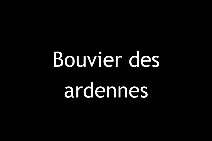 Acest Bouvier des ardennes de 2 ani este blând și prietenos și gata pentru o familie iubitoare. La zi cu vaccinările și gata să se alăture familiei tale.
Situat în Ungheni, acest câine adorabil este disponibil pentru 1,500.00 Lei.
Contactează Florina la (063) 443 493 pentru mai multe informații!