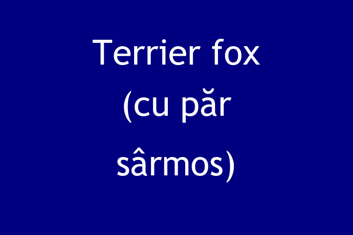 Terrier fox cu pr srmos Câine de Vnzare in Rcani