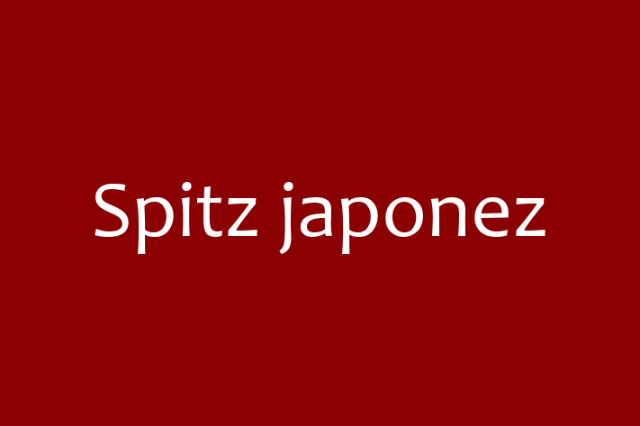 Spitz japonez Câine Disponibil Acum in Chiinu