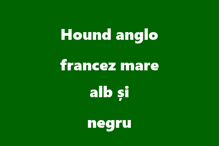 Hound anglo francez mare alb i negru de Vnzare in Drochia