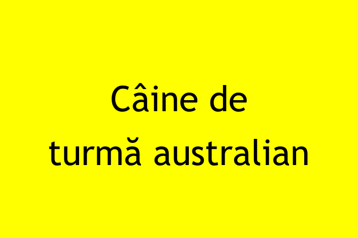 Cine de turm australian Câine Disponibil Acum in Soroca