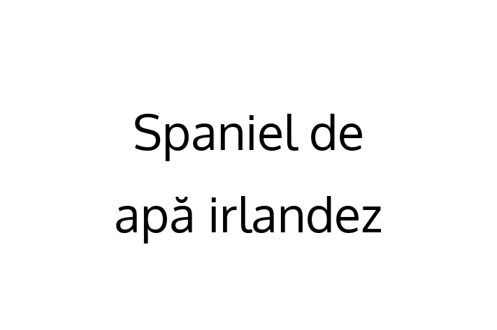 Spaniel de ap irlandez Câine in Comrat Pregtit pentru o Nou Cas