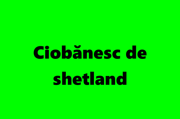 Al nostru Ciobănesc de shetland de 2 ani este blând și prietenos și gata pentru o casă permanentă. Vine cu dosar medical și vaccinări. Preț: 2,100.00 Lei.
Contactează Petru la (061) 794 531 pentru a programa o întâlnire!