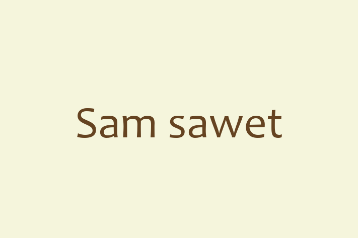 Adopta un Pisica Sam sawet Disponibil in Comrat