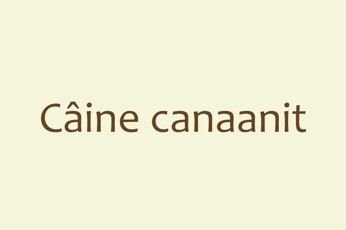 Puii noștri de Câine canaanit de 3 luni sunt în așteptarea unei case iubitoare! Acești câine sunt energic și amuzant și gata să facă parte din familia ta.
Preț: 350.00 Lei. Contactează Adrian la (068) 533 15.