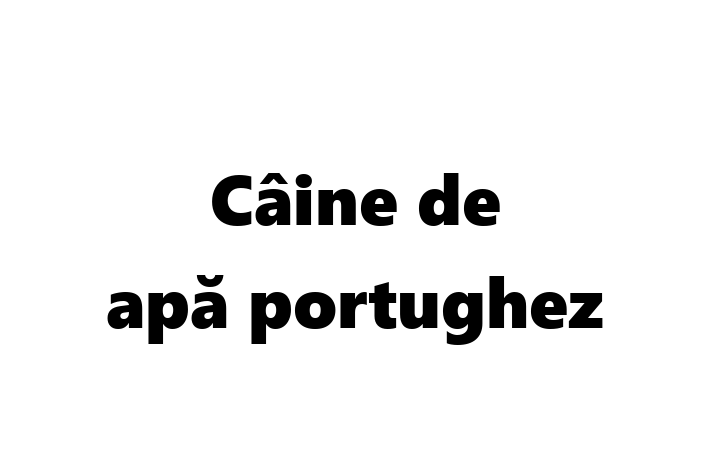 Dacă ești în căutarea unui câine calm și iubitor, atunci Câine de apă portughez este potrivit pentru tine! Acest câine de 5 luni este vaccinat și sănătos.
Contactează Daniela la (078) 868 946 pentru preț și mai multe detalii.