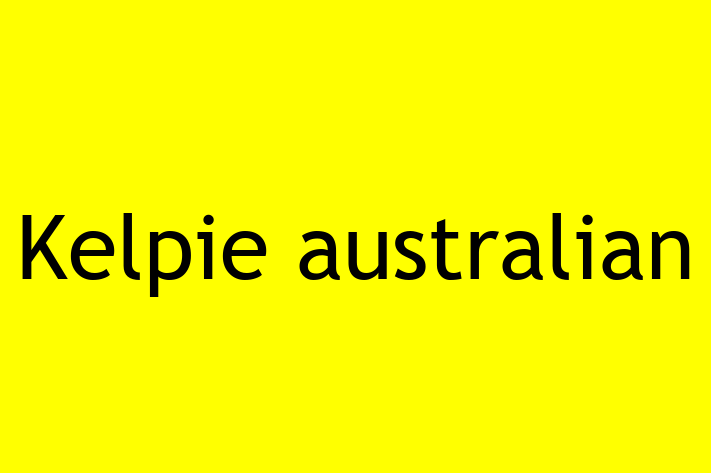 Puii noștri de Kelpie australian de 1 an sunt în așteptarea unei case iubitoare! Acești câine sunt alert și activ și gata să facă parte din familia ta.
Preț: 550.00 Lei. Contactează Gabriela la (067) 353 226.