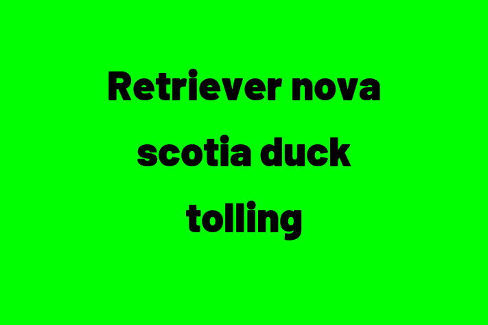 Retriever nova scotia duck tolling Câine de Adopie in tefan Voda