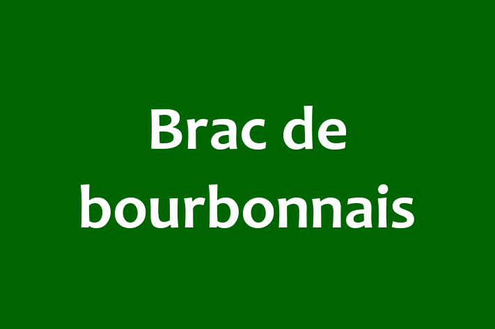 ntlnete Noua Ta Brac de bourbonnais Câine in Teleneti