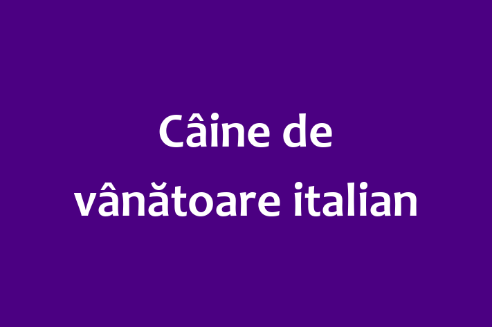 Al nostru Câine de vânătoare italian de 2 ani este energic și amuzant și gata pentru o casă permanentă. Vine cu dosar medical și vaccinări. Preț: 2,000.00 Lei.
Contactează Gabriela la (0230) 520196 pentru a programa o întâlnire!