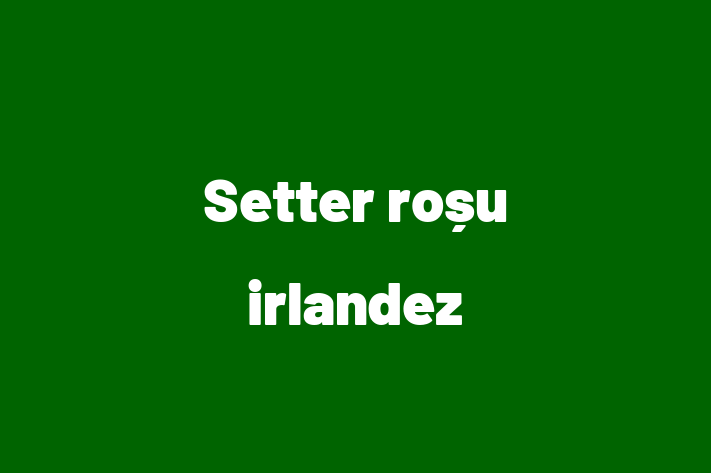 Setter rou irlandez de Vnzare in Ialoveni