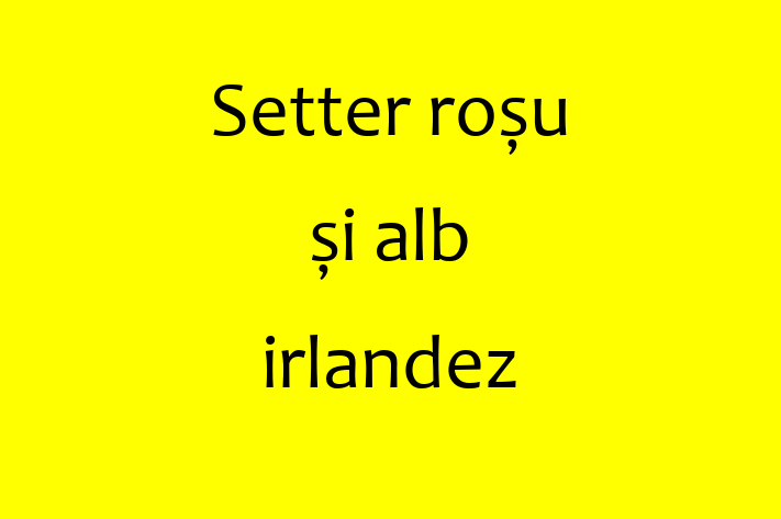 Adoptă acest Setter roșu și alb irlandez de 5 luni! alert și activ, vaccinat și în așteptarea unei noi familii. Preț: 500.00 Lei. Contactează Nicolae la (067) 640 675.