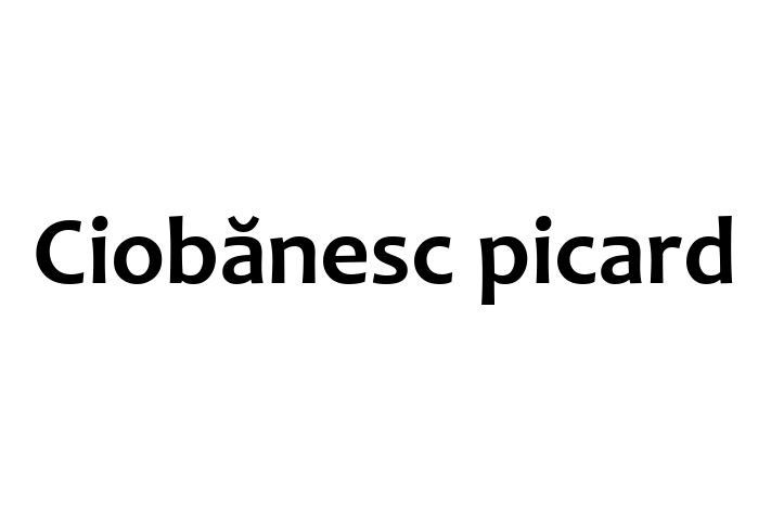 Întâlnește adorabilul nostru Ciobănesc picard de 2 ani! alert și activ și la zi cu vaccinările. Preț: 1,000.00 Lei.
Contactează Ana la (062) 790 362 pentru mai multe detalii.