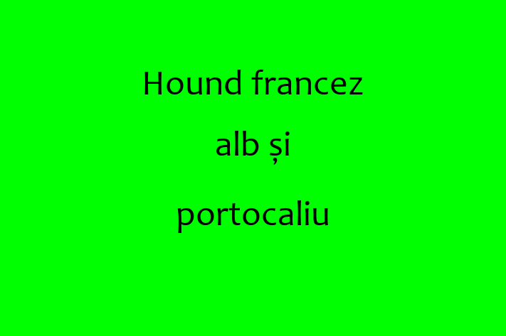 Acest Hound francez alb și portocaliu de 9 luni este calm și iubitor și gata să fie adoptat. Vine cu toate vaccinările necesare. Preț: 1,400.00 Lei.
Contactează Violeta la (0230) 549480 pentru o vizită!