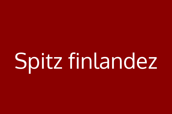 Al nostru Spitz finlandez de 9 luni este sănătos, alert și activ și gata pentru o casă nouă. Disponibil pentru 2,800.00 Lei.
Contactează Aurel la (021) 669602.