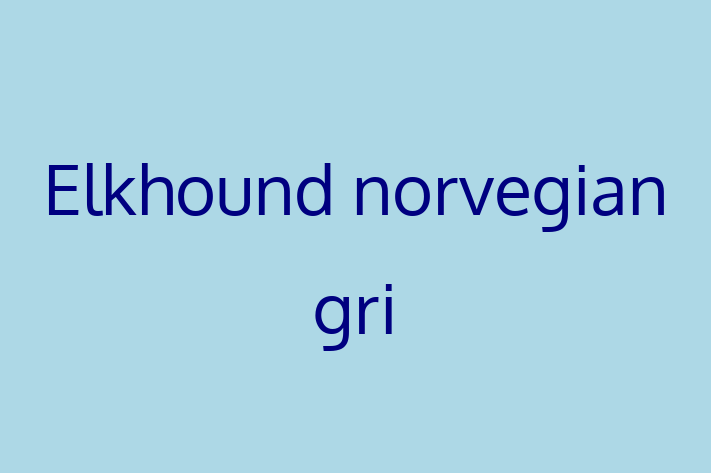 Cine Elkhound norvegian gri de Vnzare in Dubasari