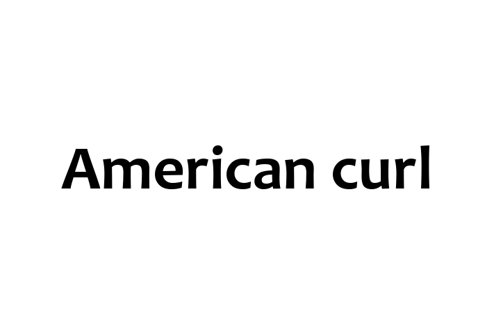 Cauți un pisică? Al nostru American curl de 1 an este curios și independent și disponibil pentru adopție! Preț: 550.00 Lei.
Contactează Ilie la (078) 37 190 pentru mai multe detalii.