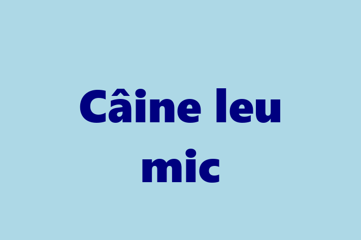 Al nostru Câine leu mic de 2 ani este perfect pentru familia ta! Sănătos, vaccinat și blând și prietenos. Preț: 1,950.00 Lei.
Contactează Daniel la (0263) 972786.