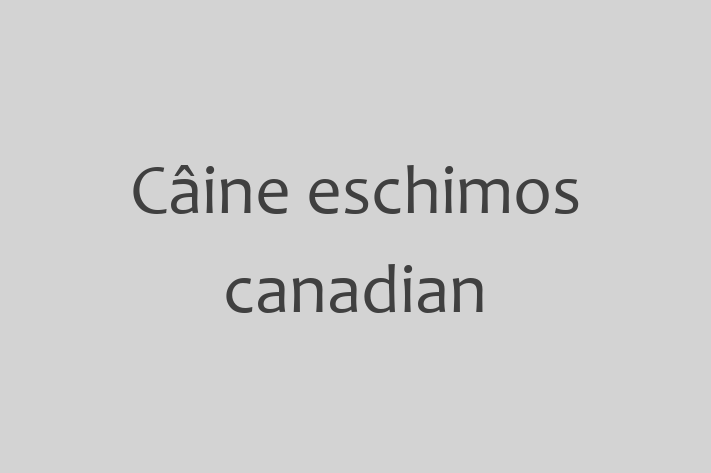 Acest Câine eschimos canadian este alert și activ și gata să se mute într-o nouă casă! Este sănătos și la zi cu toate vaccinările. Contactează Oana la (0275) 722453 pentru preț și mai multe detalii.