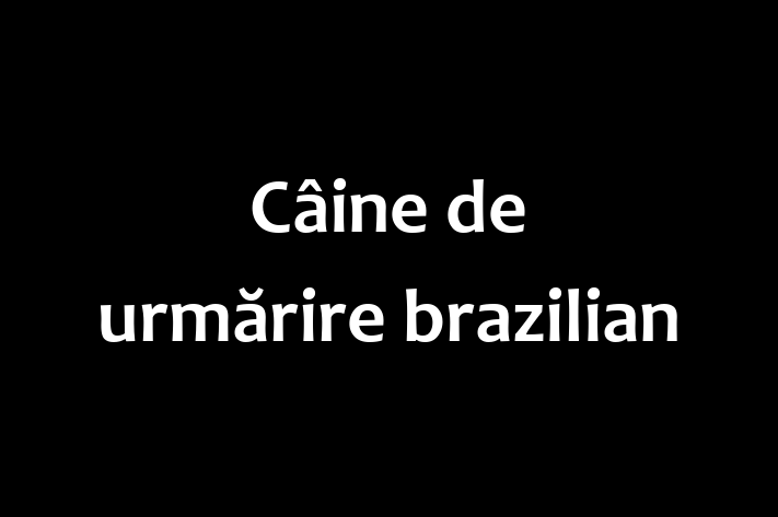 Adoptă acest Câine de urmărire brazilian de 1 an! alert și activ, vaccinat și în așteptarea unei noi familii. Preț: 400.00 Lei. Contactează Marius la (0276) 999718.