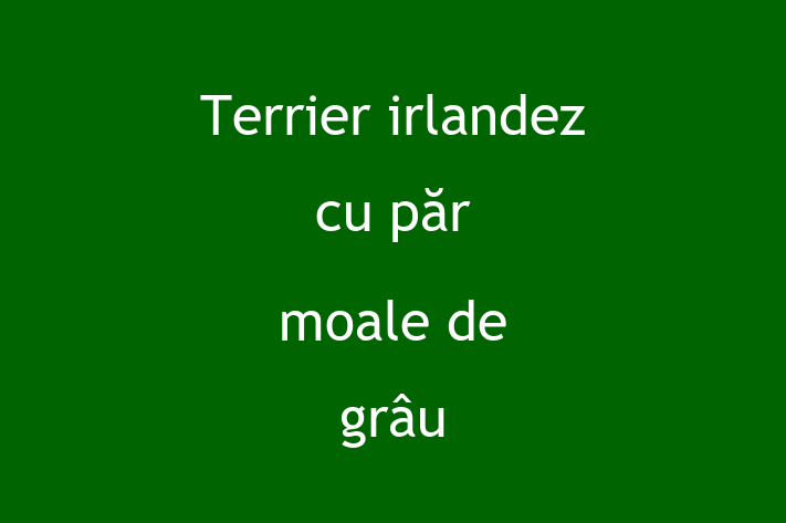 Terrier irlandez cu pr moale de gru Câine Pregtit pentru o Cas in Cahul