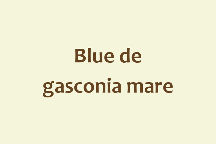 Cine Blue de gasconia mare de Vnzare in Teleneti