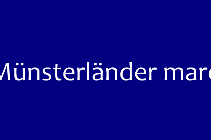 Acest Münsterländer mare de 2 ani este jucăuș și afectuos și în așteptarea unei familii iubitoare! La zi cu toate vaccinările. Preț: 2,050.00 Lei.
Contactează Ionut la (078) 834 663.