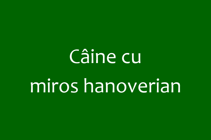 Pui de Câine cu miros hanoverian Câine de Vnzare in Rbnia