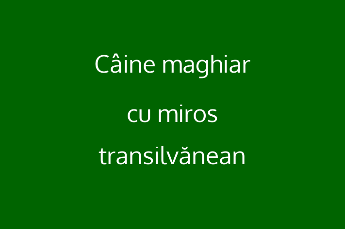 Dacă ești în căutarea unui câine loial și protector, atunci Câine maghiar cu miros transilvănean este potrivit pentru tine! Acest câine de 7 luni este vaccinat și sănătos.
Contactează Eugen la (061) 15 790 pentru preț și mai multe detalii.