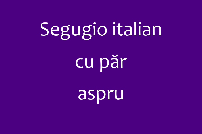 Segugio italian cu pr aspru de Vnzare in Drochia