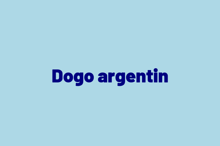 Adopta un Dogo argentin Câine Prietenos in Cahul