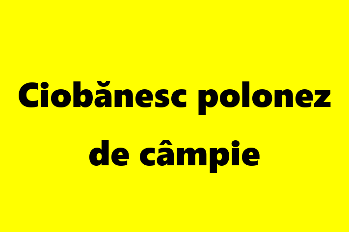 Acest Ciobănesc polonez de câmpie de 3 ani este energic și amuzant și în așteptarea unei familii iubitoare! La zi cu toate vaccinările. Preț: 800.00 Lei.
Contactează Ionut la (061) 183 763.