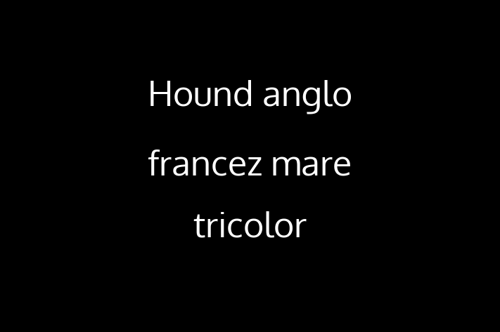 Hound anglo francez mare tricolor de Vnzare in Tiraspol