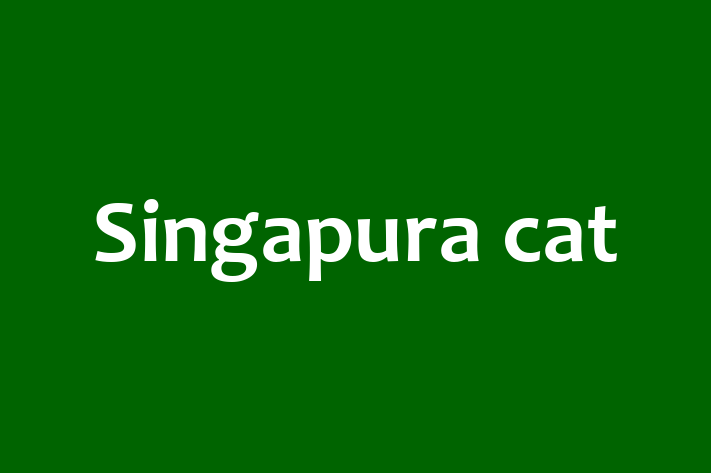 Acest Singapura cat de 1 an este jucăuș și prietenos și gata să fie adoptat. Vine cu toate vaccinările necesare. Preț: 3,000.00 Lei.
Contactează Gabriel la (067) 902 905 pentru o vizită!