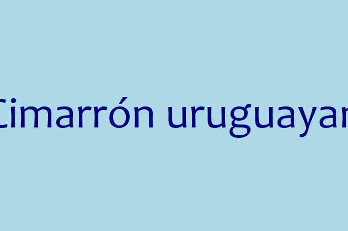 Adoptă acest Cimarrón uruguayan adorabil de 1 an astăzi! jucăuș și afectuos, sănătos și complet vaccinat. Disponibil acum pentru 1,050.00 Lei.
Contactează Gabriel la (060) 562 863 pentru mai multe detalii!