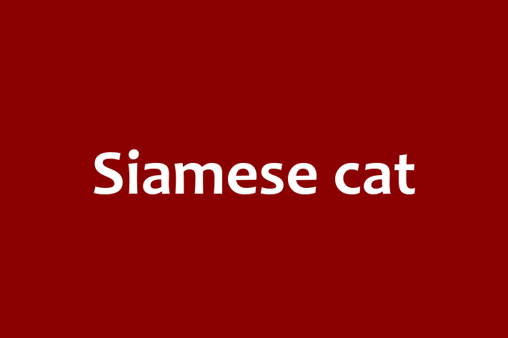 Siamese cat de 1 an caută o casă, Preț: 650.00 Lei. Contactează Alexia la (061) 492 182.