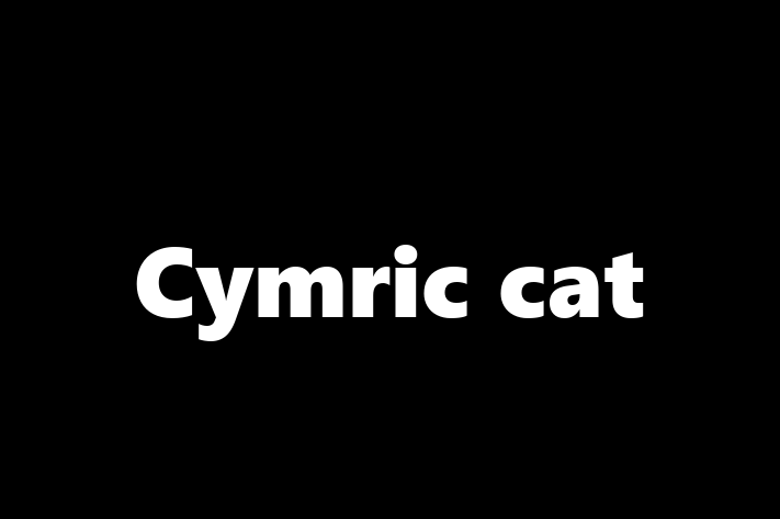 Cymric cat Pisica de Adopie in Dubasari