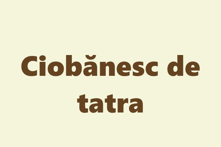 Acest Ciobănesc de tatra de 9 luni este alert și activ și în așteptarea unei familii iubitoare! La zi cu toate vaccinările. Preț: 700.00 Lei.
Contactează Razvan la (063) 40 375.