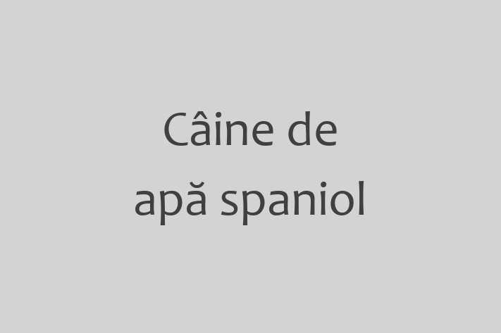 Al nostru Câine de apă spaniol de 4 luni este sănătos, loial și protector și gata pentru o casă nouă. Disponibil pentru 650.00 Lei.
Contactează Laura la (069) 201 247.