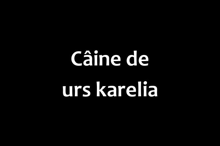 Adopta un Frumos Câine de urs karelia Câine in Edine