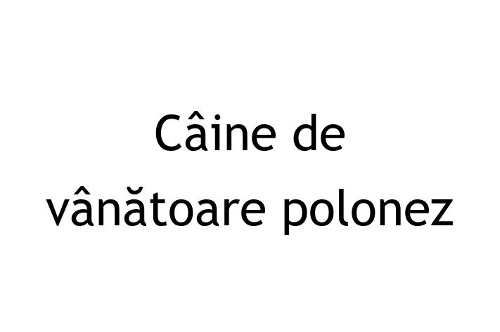 Dacă ești în căutarea unui câine blând și prietenos, atunci Câine de vânătoare polonez este potrivit pentru tine! Acest câine de 3 ani este vaccinat și sănătos.
Contactează Darius la (061) 565 829 pentru preț și mai multe detalii.